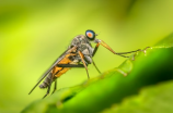 花斑蚊引起热议：危险还是误解？
